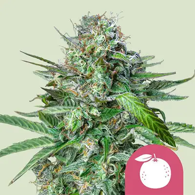 Tangie > Royal Queen Seeds | Feminisierte Hanfsamen  |  Sativa