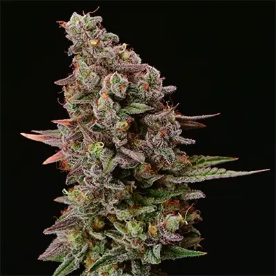 Terp & Tonic > Seed Stockers | Semillas feminizadas  |  Sativa