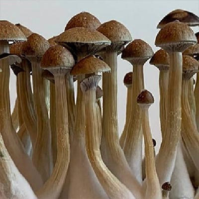 Thailand > Zauberpilze | Zauberpilze / Magic Mushrooms