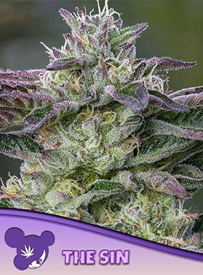 The Sin > Anesia Seeds | Feminized Marijuana   |  Hybrid