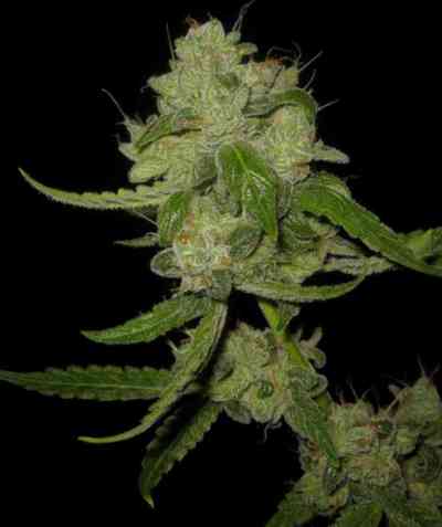 The White Train > Mephisto Genetics | Semillas de marihuana autoflorecientes  |  Sativa