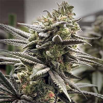 Thundersnow > Elev8 Seeds | Feminized Marijuana   |  Hybrid