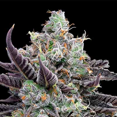 Tie Die > Cookies Seedbank | Feminized Marijuana   |  Hybrid