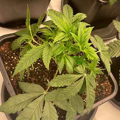 Tie Die > Cookies Seedbank | Feminisierte Hanfsamen  |  Hybrid