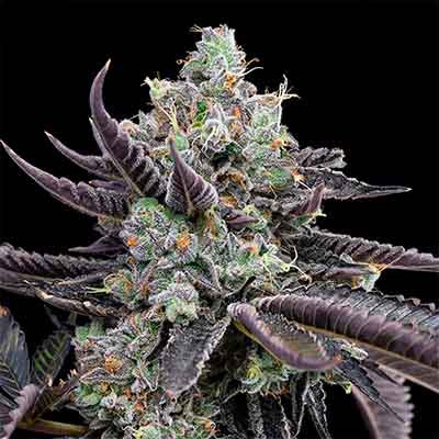 Tie Die > Cookies Seedbank | Feminized Marijuana   |  Hybrid