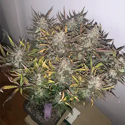 Toffee Pudding Auto > Anesia Seeds | Autoflowering Cannabis   |  Hybrid