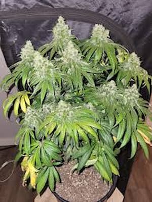 Tom Kush OG > Vision Seeds | Graines Féminisées  |  Indica