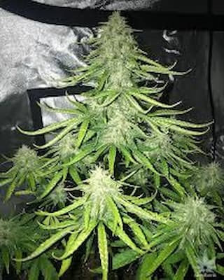 Trainwreck > Royal Queen Seeds | Feminized Marijuana   |  Sativa