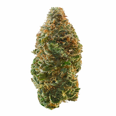 Trainwreck Auto > Royal Queen Seeds | Semillas autoflorecientes  |  Sativa