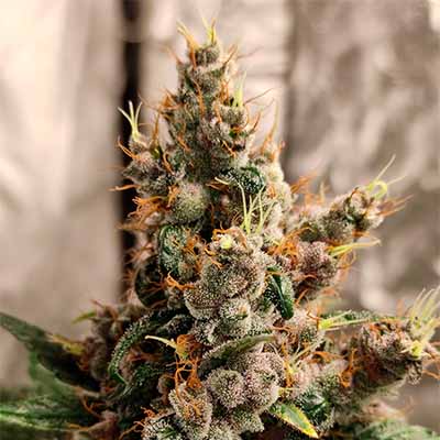 Trop Cherry > Original Sensible Seeds | Feminized Marijuana   |  Hybrid