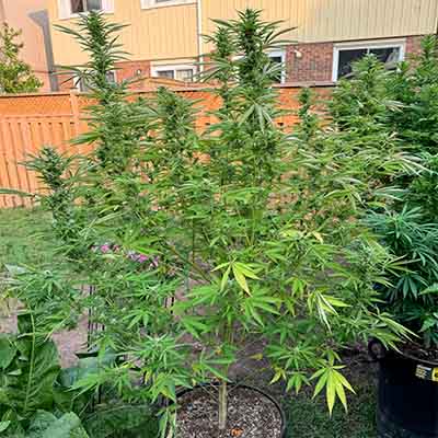 Trop Cherry > Original Sensible Seeds | Feminized Marijuana   |  Hybrid