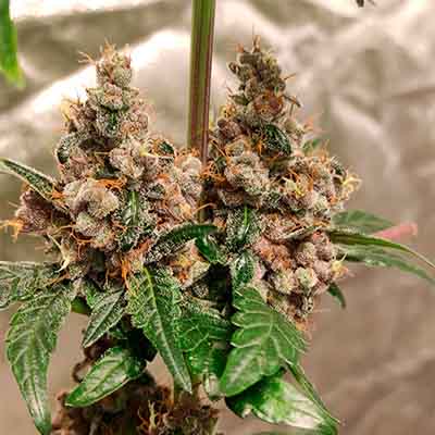 Trop Cherry > Original Sensible Seeds | Feminized Marijuana   |  Hybrid