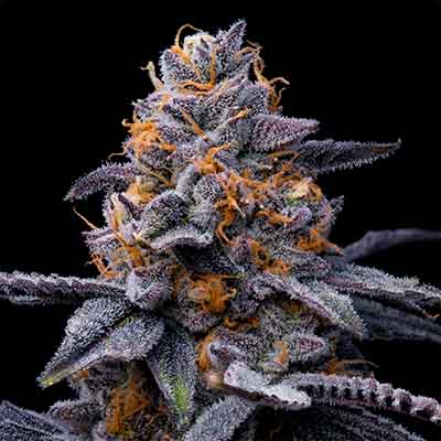 Trop Cookies X Hollywood > Cookies Seedbank | Feminized Marijuana   |  Hybrid