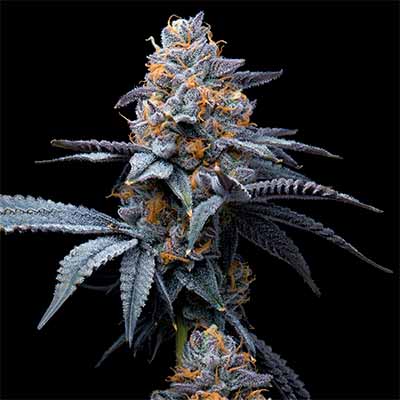 Trop Cookies X Hollywood > Cookies Seedbank | Feminized Marijuana   |  Hybrid