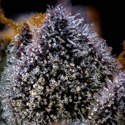 Trop Cookies X Hollywood > Cookies Seedbank | Feminized Marijuana   |  Hybrid