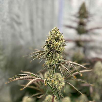 Tropic Ozz > Perfect Tree Seeds | Feminized Marijuana   |  Hybrid