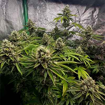 Tropic Ozz > Perfect Tree Seeds | Feminized Marijuana   |  Hybrid