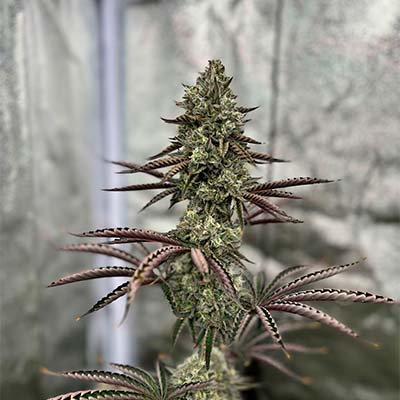 Tropic Ozz > Perfect Tree Seeds | Feminized Marijuana   |  Hybrid