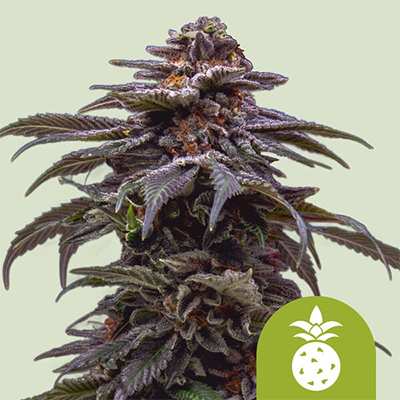 Tropicana Cookies Purple Auto > Royal Queen Seeds | Autoflowering Hanfsamen  |  Sativa