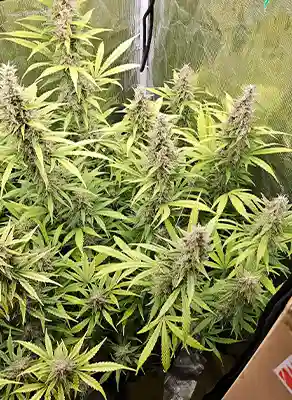 Tropicana Cookies Purple > Royal Queen Seeds | Feminized Marijuana   |  Hybrid