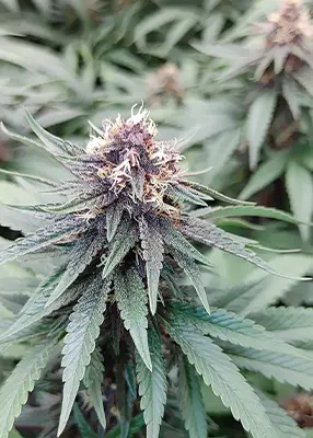 Tropicana Cookies Purple > Royal Queen Seeds | Feminized Marijuana   |  Hybrid