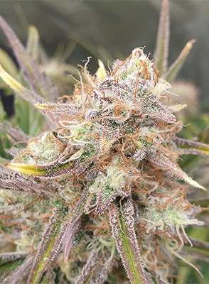 Tropicanna XXL Auto > Philosopher Seeds | Graines Autofloraison  |  Sativa