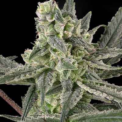 UFO x Bubba Kush > Ripper Seeds | Feminized Marijuana   |  Hybrid