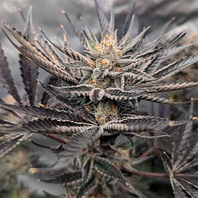 UFO x Bubba Kush > Ripper Seeds | Feminized Marijuana   |  Hybrid