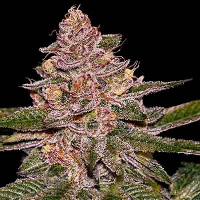 UFO x Bubba Kush > Ripper Seeds | Feminized Marijuana   |  Hybrid