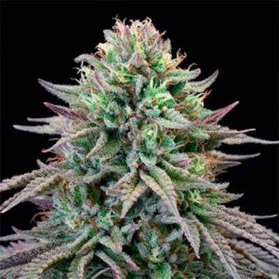 UK Cheese X Hollywood > Cookies Seedbank | Feminized Marijuana   |  Hybrid