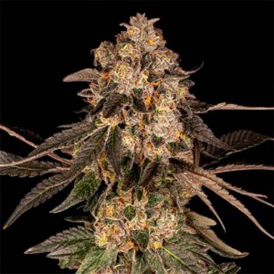 UK Cheese X Hollywood > Cookies Seedbank | Feminized Marijuana   |  Hybrid