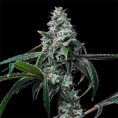 UK Cheese X Hollywood > Cookies Seedbank | Feminized Marijuana   |  Hybrid