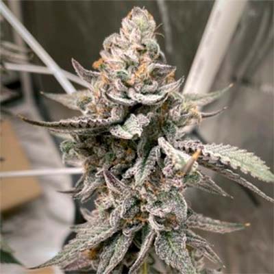 UK Cheese X Hollywood > Cookies Seedbank | Feminized Marijuana   |  Hybrid