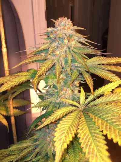 Uva Seed > TGA Subcool Seeds | Regular Cannabis   |  Indica