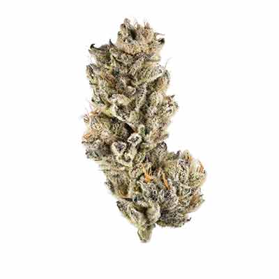 Violet Face > Anesia Seeds | Feminized Marijuana   |  Indica