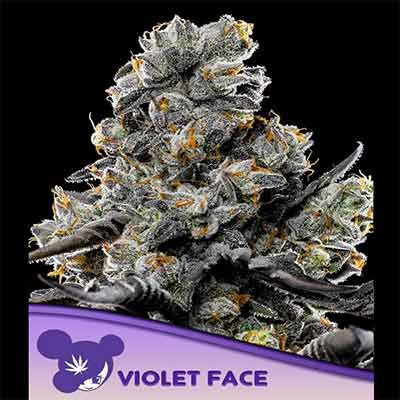 Violet Face > Anesia Seeds | Semillas feminizadas  |  Índica