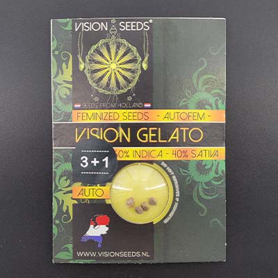 Auto Vision Gelato > Vision Seeds | Autoflowering Cannabis   |  Hybrid