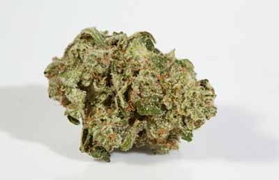 Vision Gorilla > Vision Seeds | Feminized Marijuana   |  Hybrid