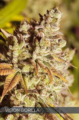 Vision Gorilla > Vision Seeds | Feminized Marijuana   |  Hybrid