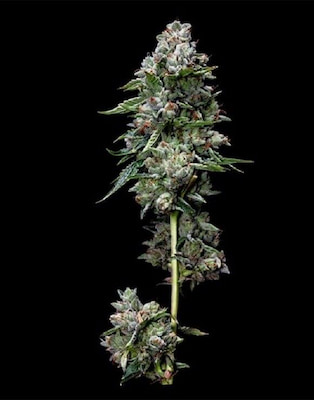 Vision Kosher > Vision Seeds | Feminized Marijuana   |  Indica