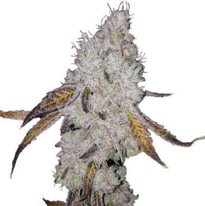 Wedding Cake Strain Linda Seeds Thc