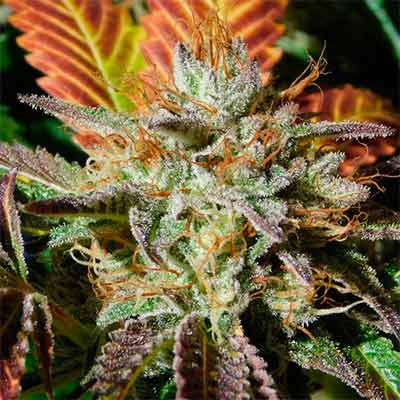 Wedding Cookies > Original Sensible Seeds | Feminized Cannabis   |  Indica