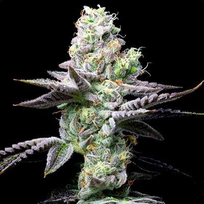 Wet Wet > Cookies Seedbank | Feminized Marijuana   |  Indica