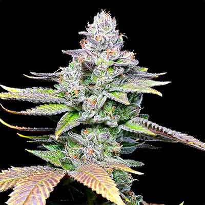 Wet Wet > Cookies Seedbank | Feminized Marijuana   |  Indica