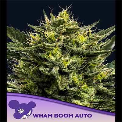 WHAM BOOM Auto > Anesia Seeds | Autoflowering Cannabis   |  Hybrid