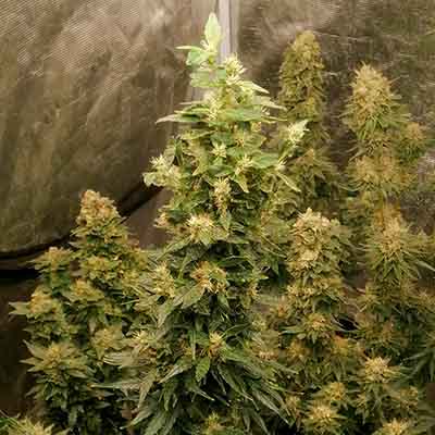 Wham Boom > Anesia Seeds | Feminized Marijuana   |  Hybrid