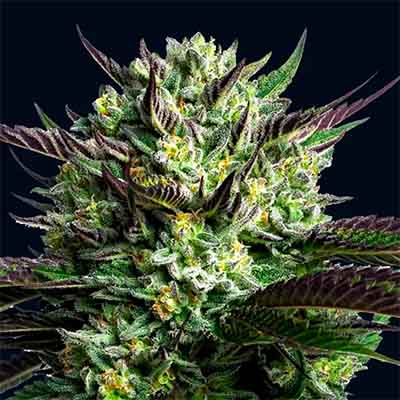 Wham Boom > Anesia Seeds | Feminized Marijuana   |  Hybrid