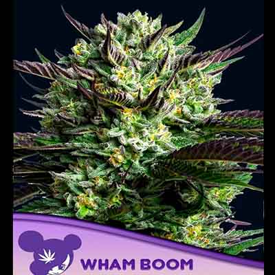 Wham Boom > Anesia Seeds | Feminized Marijuana   |  Hybrid