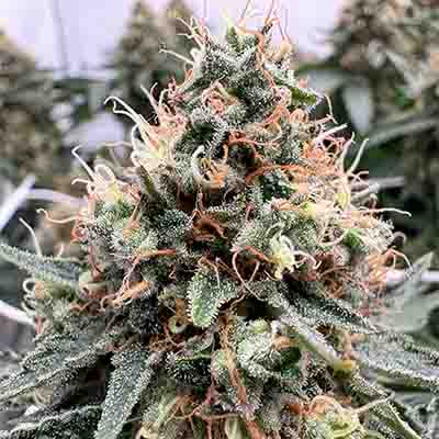 Wham Boom > Anesia Seeds | Feminized Marijuana   |  Hybrid