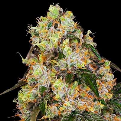 White Biscotti OG XXL > White Label Seeds | Feminized Marijuana   |  Indica